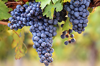 Red grapes on an old vine.
